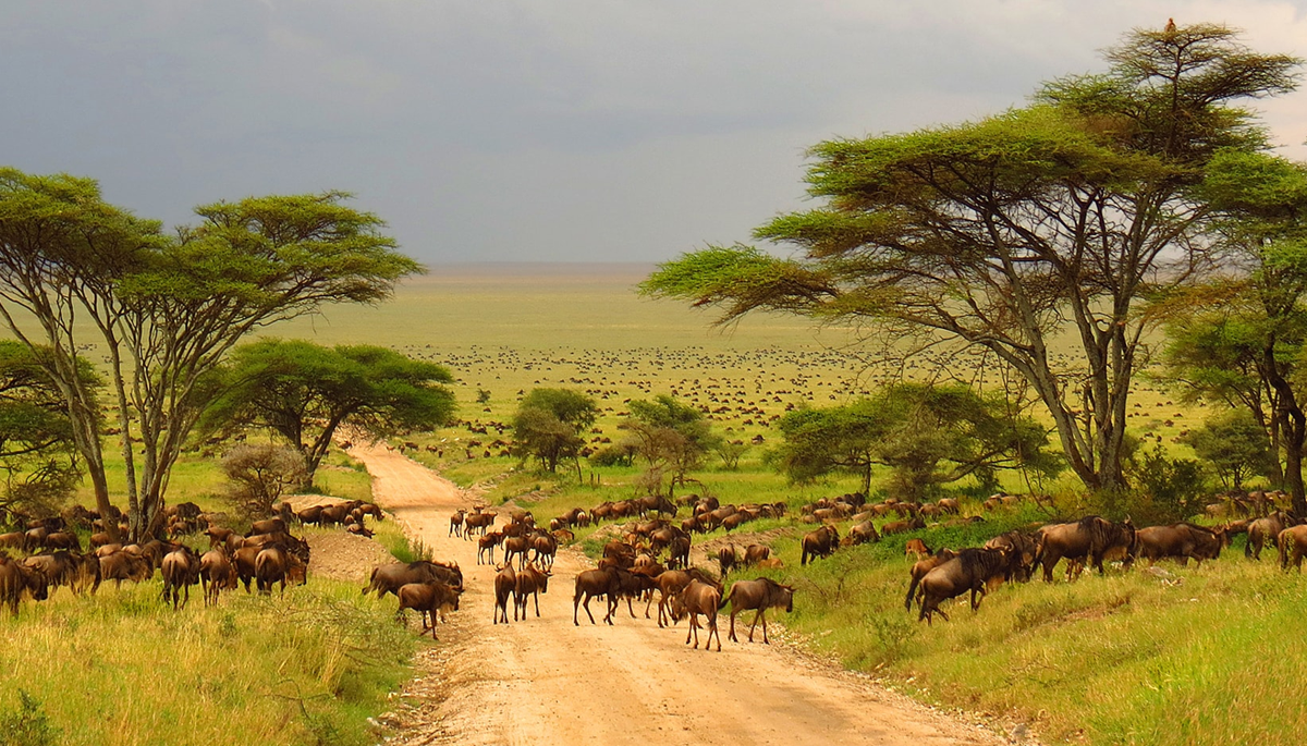 13 wichtige Infos für eine Safari im Krüger-Nationalpark
