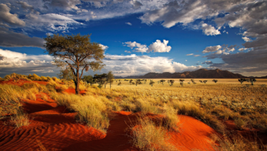 Lesertext: Sehnsuchtsland Namibia