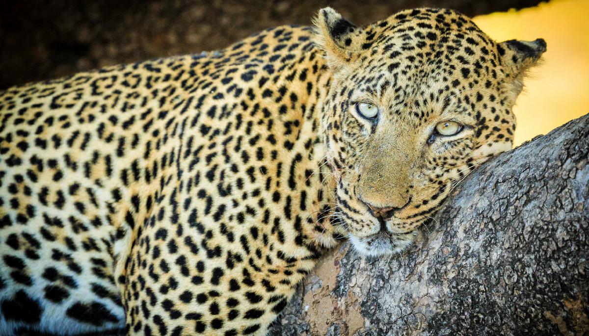 Into the Wild – eine Reise in die Wildnis Südafrikas