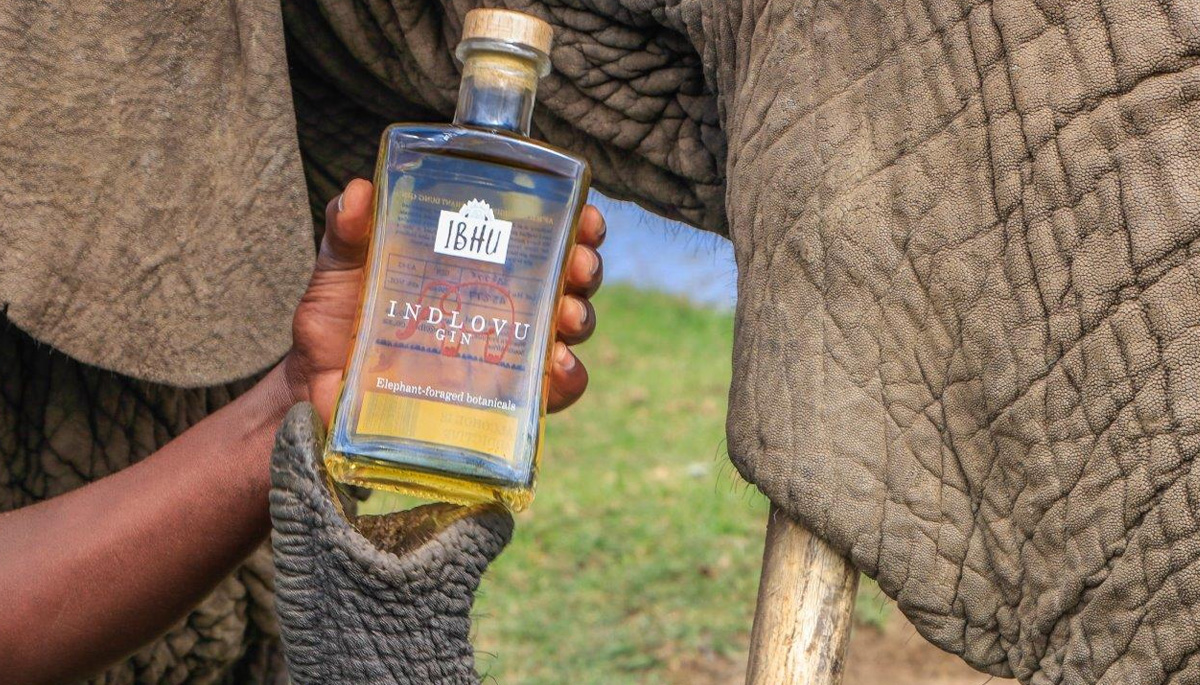 An diesem Gin sind Elefanten beteiligt - aber nicht so, wie Sie denken